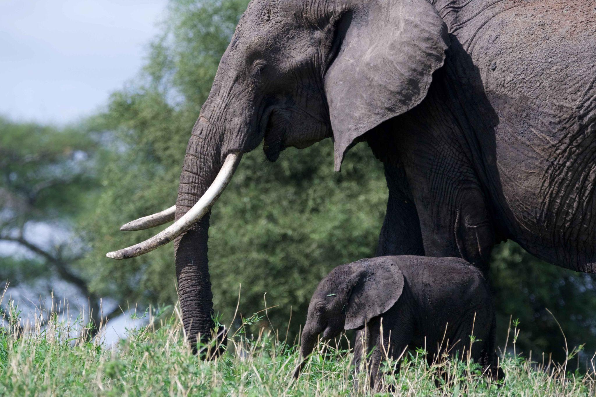 An elephant and calf pictured in the original itinerary