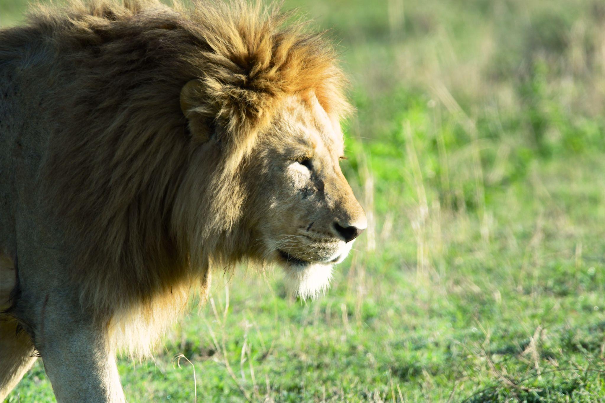 A male lion pictured in the Serengeti section of the itinerary