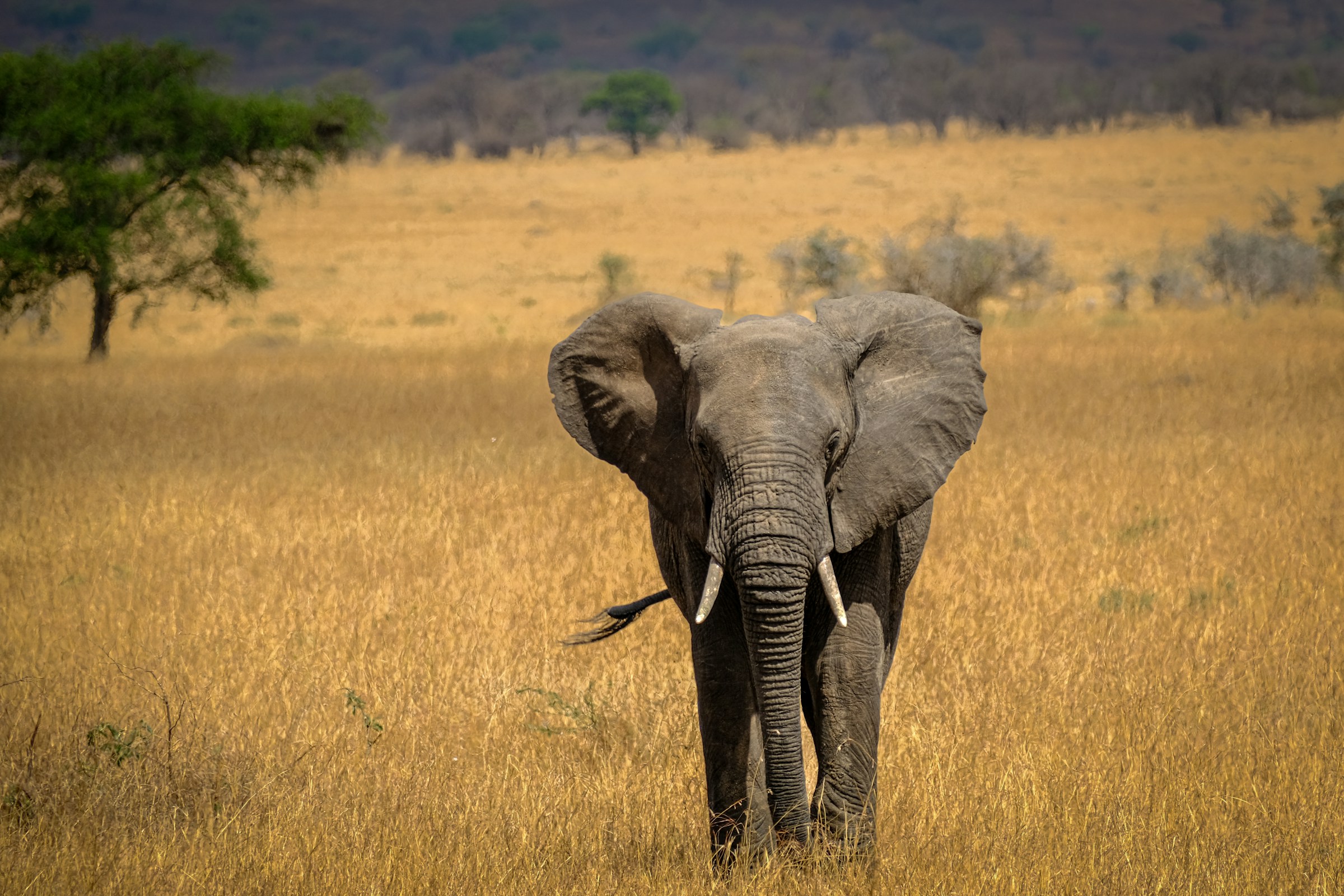 An elephant beside an acacia tree on the Tanzanian plains