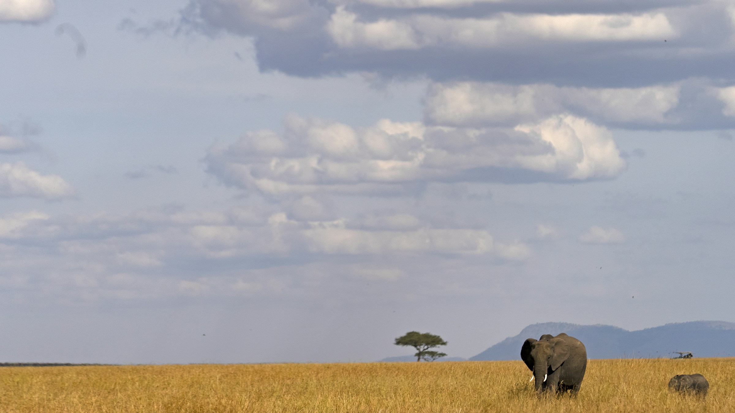 An elephant and acacia trees on the Tanzanian plains