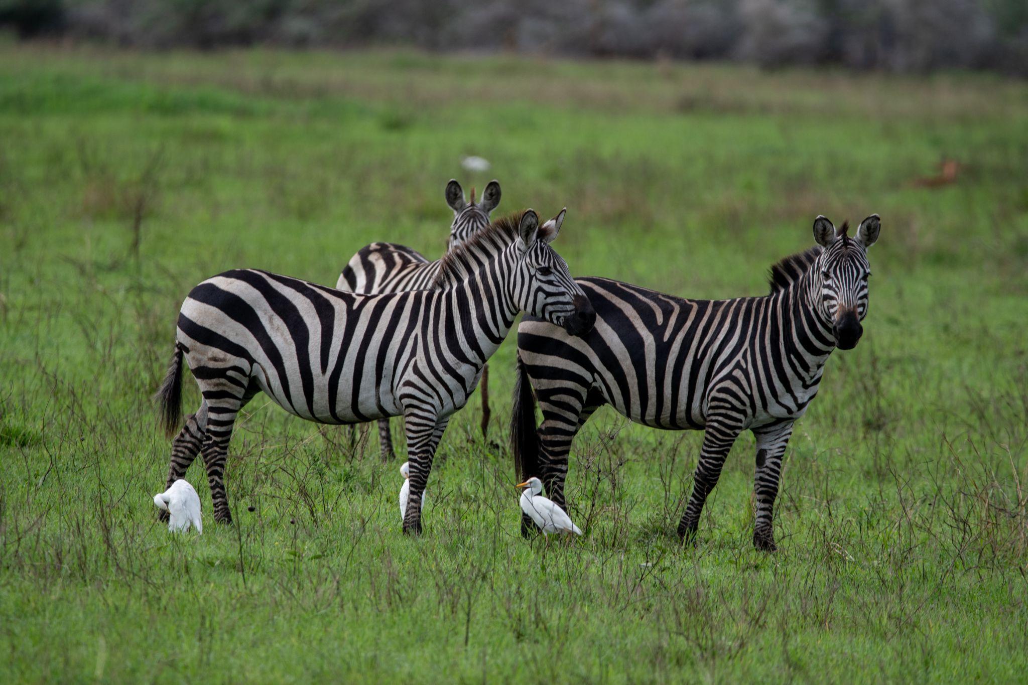Zebras in the three-day safari source